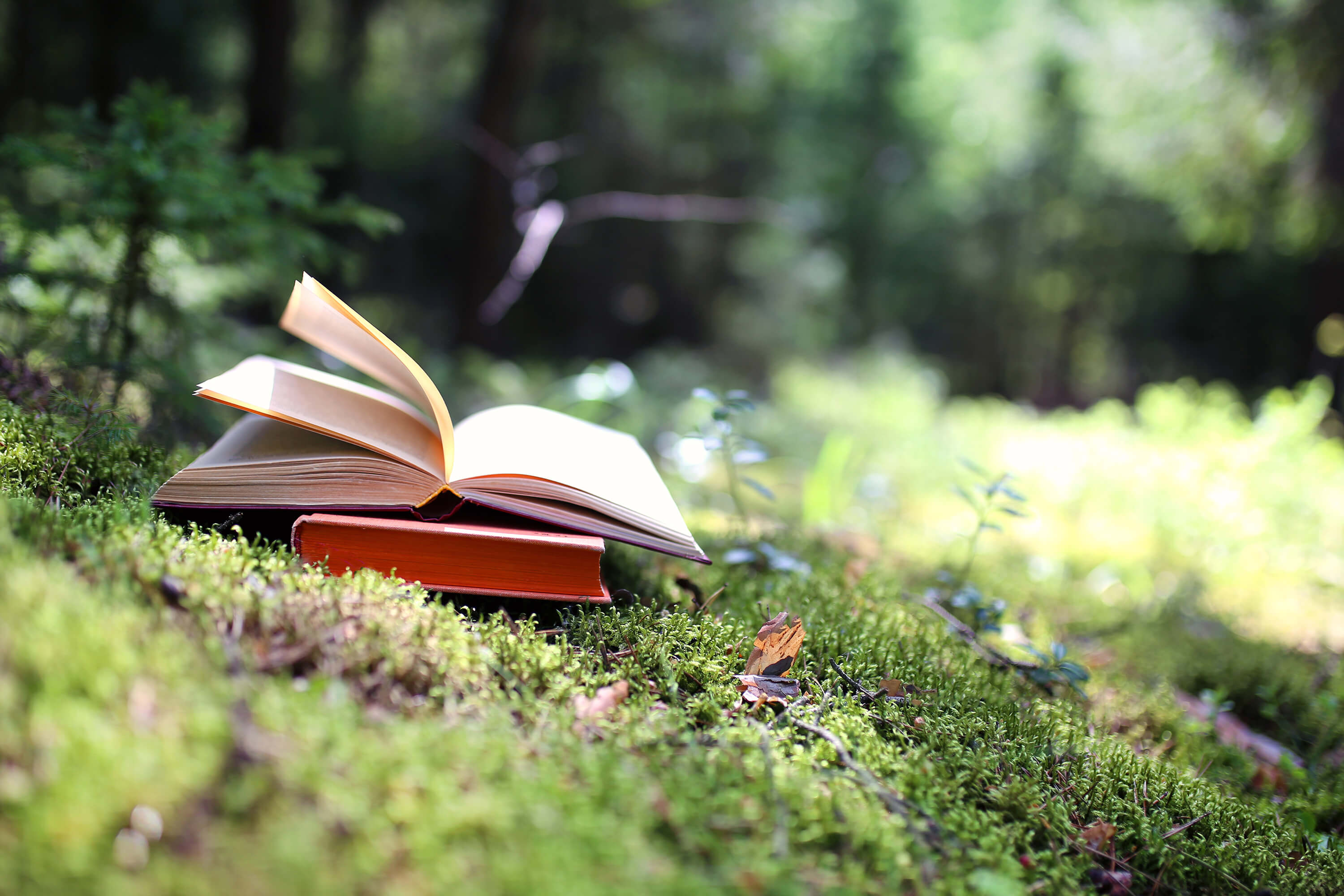 В лесном краю книга. Книжный лес. Книга в лесу. Открытая книга лес. Книжка в лесу.